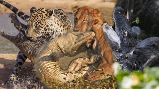Inilah 10 Hewan yang Mampu Menaklukkan Buaya | Ketika Pemangsa Menjadi Mangsa!