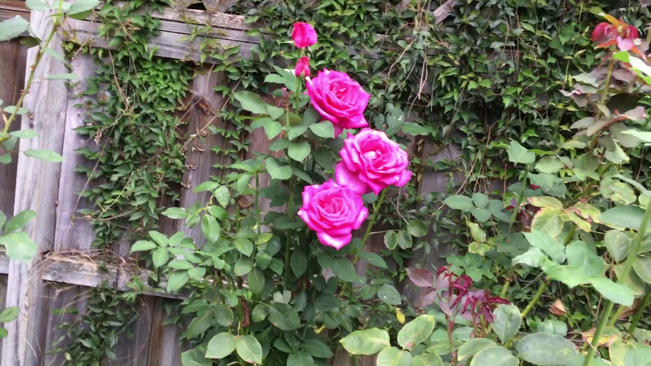 Macadamia price bulletin, 2021.