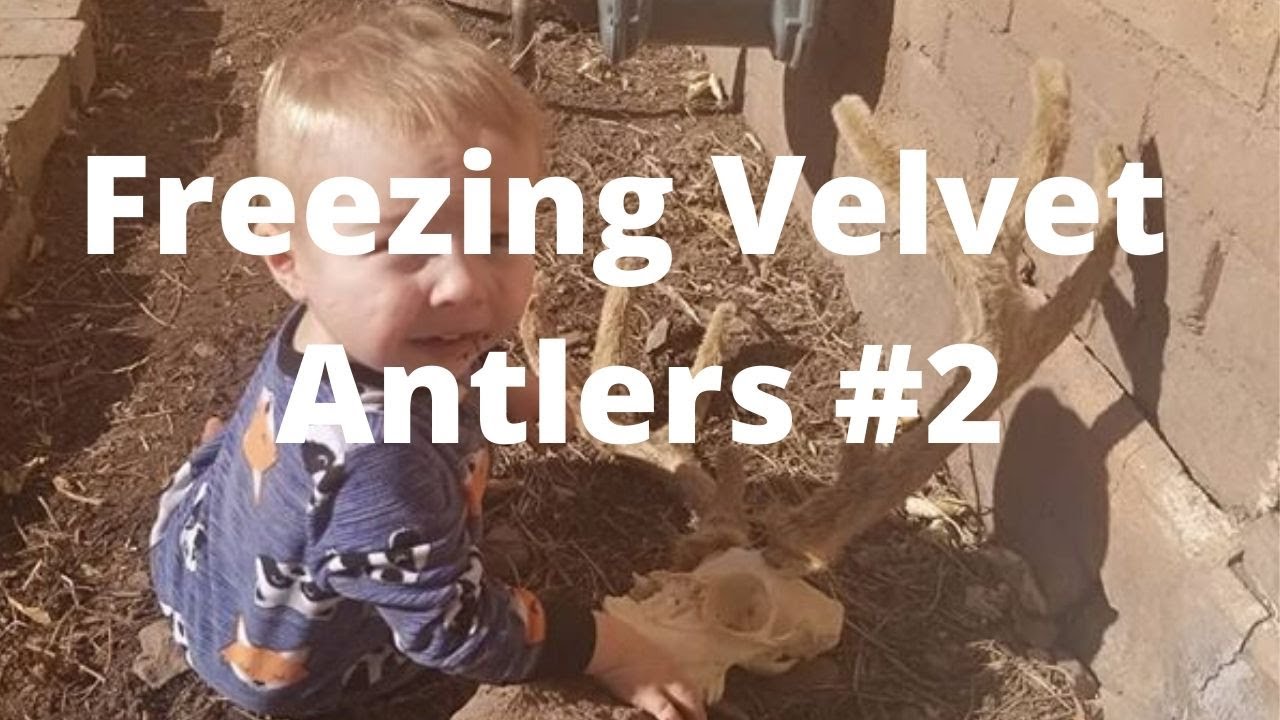 Freezing Velvet Antlers 2 (bleaching) YouTube
