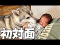 赤ちゃんと初対面したシベリアンハスキーの反応が感動的すぎました…