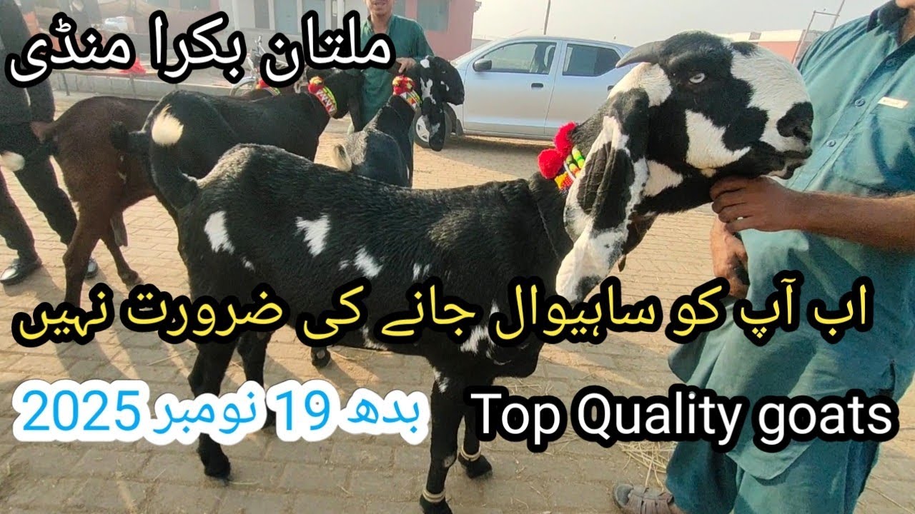 Top quality goats multan mandi, 19/11/2025 , ملتان بکرا منڈی میں ٹاپ کوالٹی کے جانور 