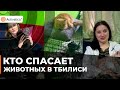 🟠Волонтеры Catebi: кто спасает кошек в Тбилиси?