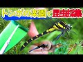 【最高】トンボの楽園で取れたオニヤンマが格好良すぎた！【昆虫採集】