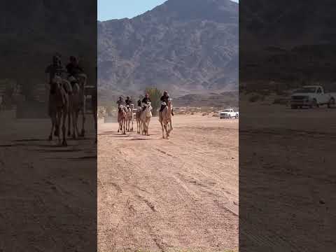 هجن الشمال الغربي 