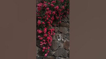 #يوم_الجمعة 🌹إن الله وملائكته يصلون على #النبي بصوت القارئ #سعد_الغامدي ❤🎧