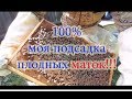 1 Часть  Смена маток в бродячих роях на свою плодную матку, результат 100%