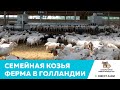 Высокотехнологичная семейная козья ферма