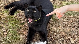 Luna the panther was petted by a stranger A collection of our everyday life(ENG SUB)