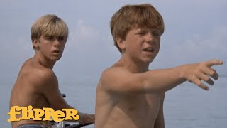 Porter Finds The Coral Thief | Flipper
