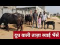 Milking Buffaloes Available || ताज़ा ब्याई दूध वाली भैंसें उपलब्ध || Mahima Dairy Farm