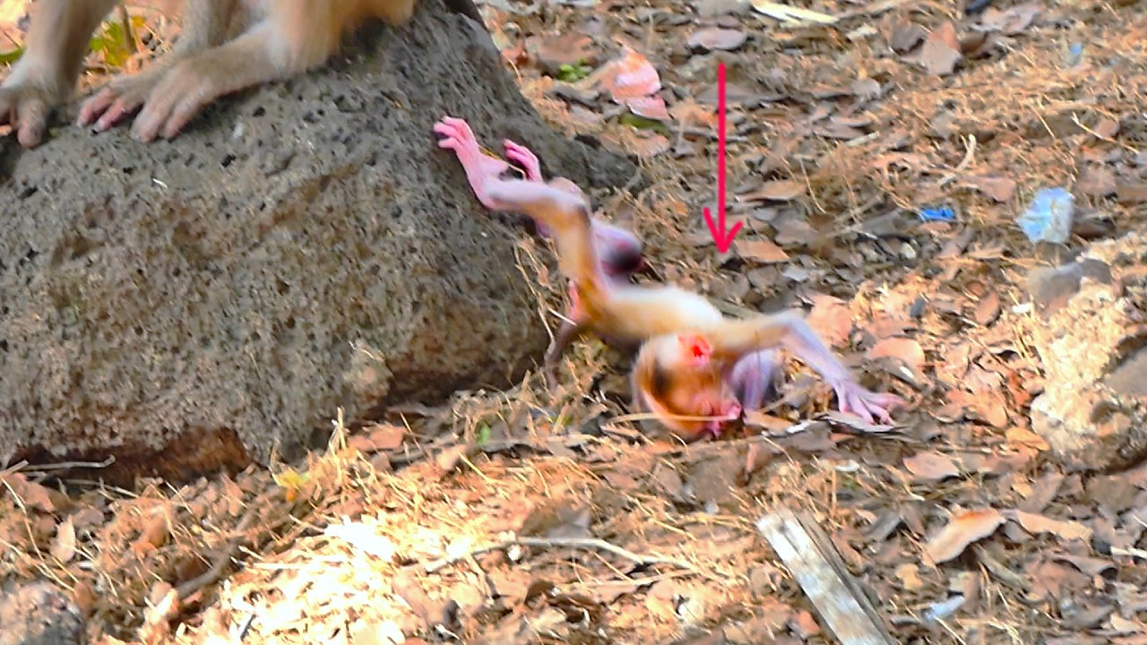 Very emotionally Moment! Baby Monkey f.a.ll backwards while playing on the stone