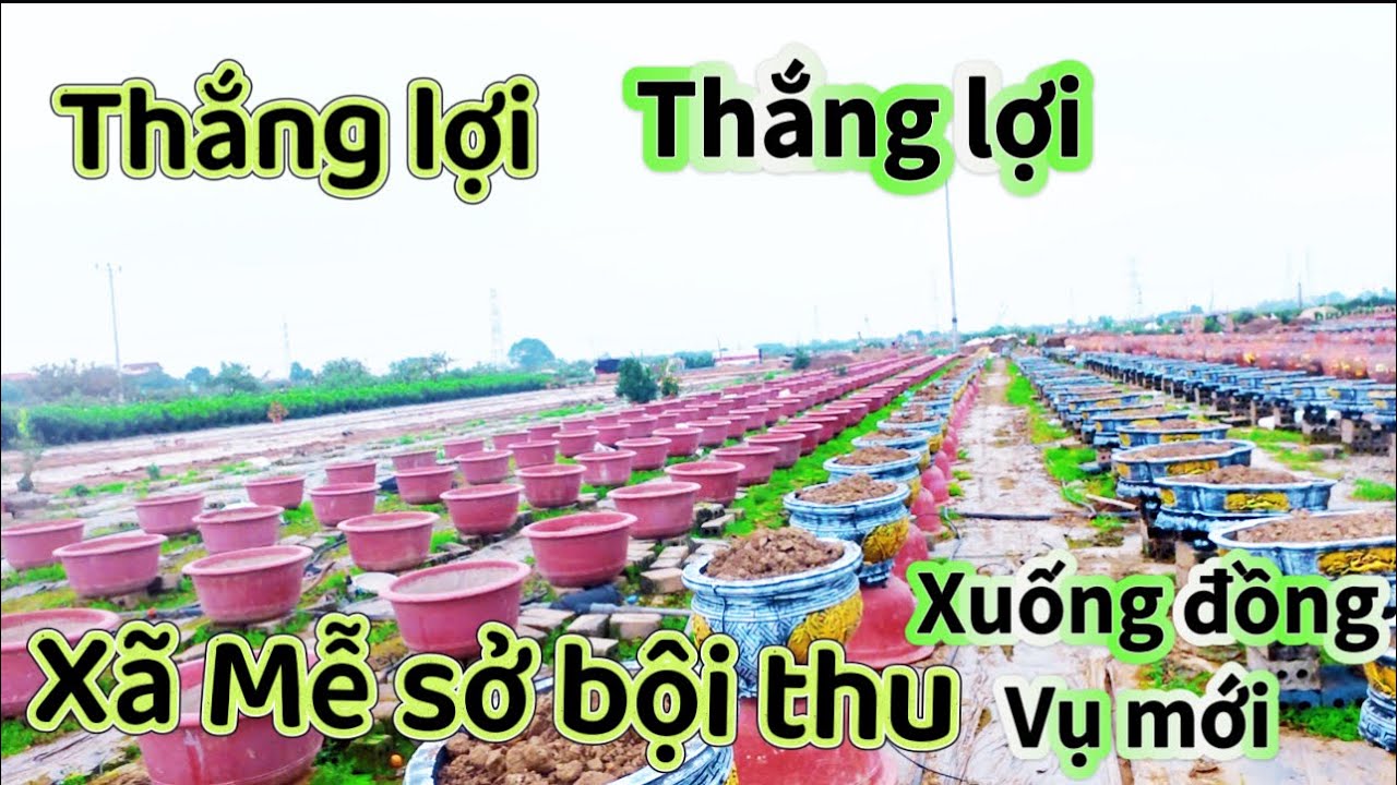 “ Đột nhập”Cánh Đồng BỘI THU XÃ MỄ SỞ. LÀNG NGHỀ QUẤT CẢNH 