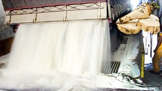How Sugar Is Made From Sugar Beets | Sugar Beet Harvesting &amp; Processing | Sugar Factory