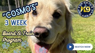 Resource Guarding Golden Retriever “Cosmo” | 3 Week Board & Train | Florida Dog Trainers
