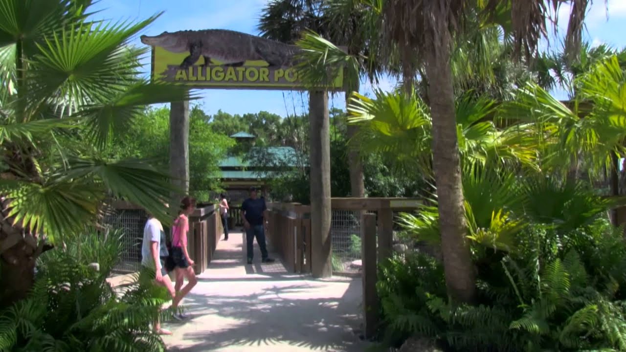 airboat tours near me Wild Florida Official Video of 2015