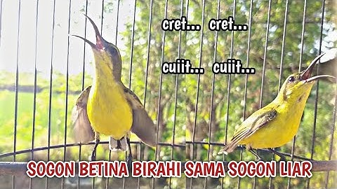 PANGGILAN SOGON BETINA BIRAHI MEMIKAT SOGON JANTAN