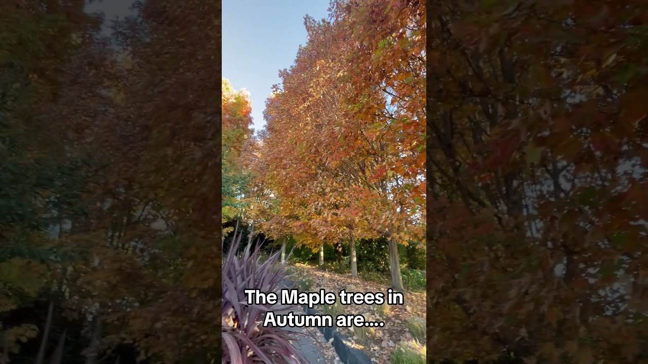 Maple Tree Magic 