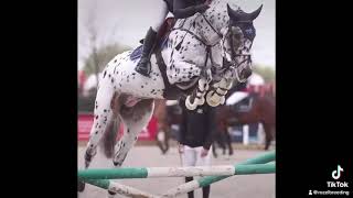 Saillie De J Nius Vv Z