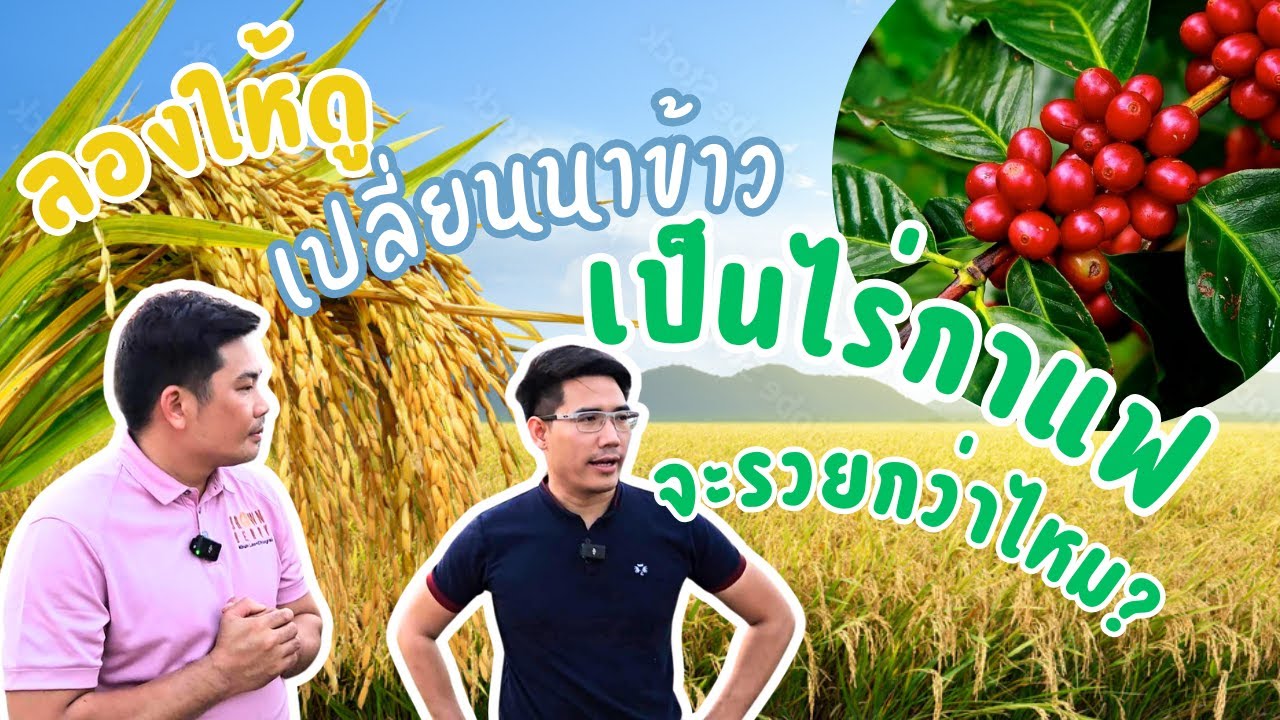 ปลูกกาแฟแทนข้าว เปลี่ยนนาข้าวให้เป็นไรกาแฟทำได้ไหม? ลองให้ดูที่จังหวัด พะเยา