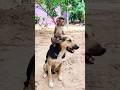 Best Video Of CUTE Sokhaa And Fun ADORABLE Animal WILL MAKE YOU SMILE Shorts