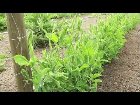 Vidéo: Informations sur la culture des pois aux yeux noirs - Conseils pour planter des pois aux yeux noirs