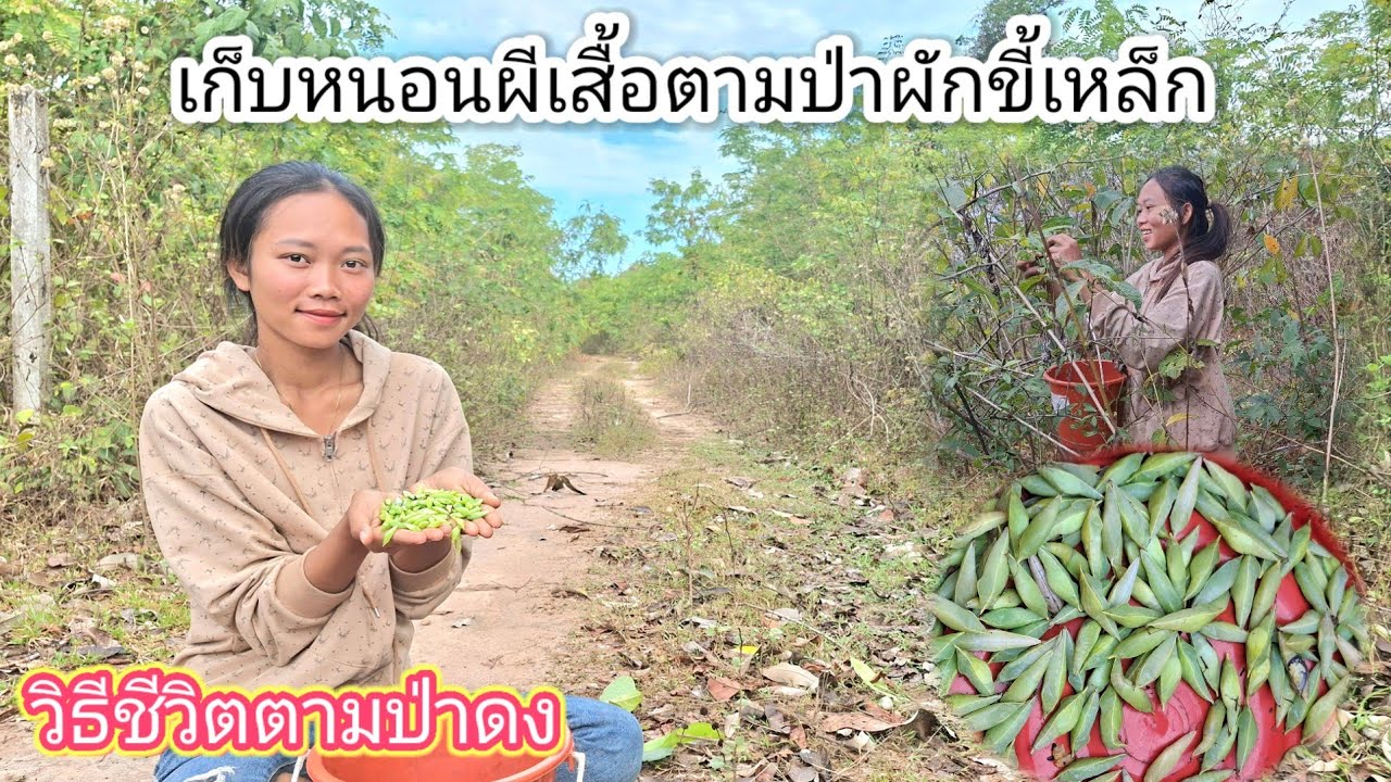 วิธีชีวิตอยู่ตามป่า เก็บหนอนผีเสื้อในใบผักขี้เหล็ก