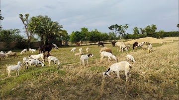 village new farm video April 21, 2023