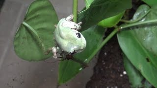 Australian Whites Tree Frog Feeding