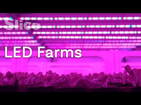 Video: DIY Ljusplanterare – Hur man odlar en växt i en ljusburk