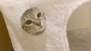 川に落ちそうな子猫を緊急で保護【あきちゃんとの出会い】