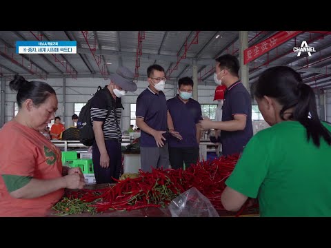 중국에서도 먹힌 매운맛?! 현지 특색에 맞게 개발된 한국 품종의 고추 | 특별기획 K-종자, 세계 시장에 싹트다 1 회