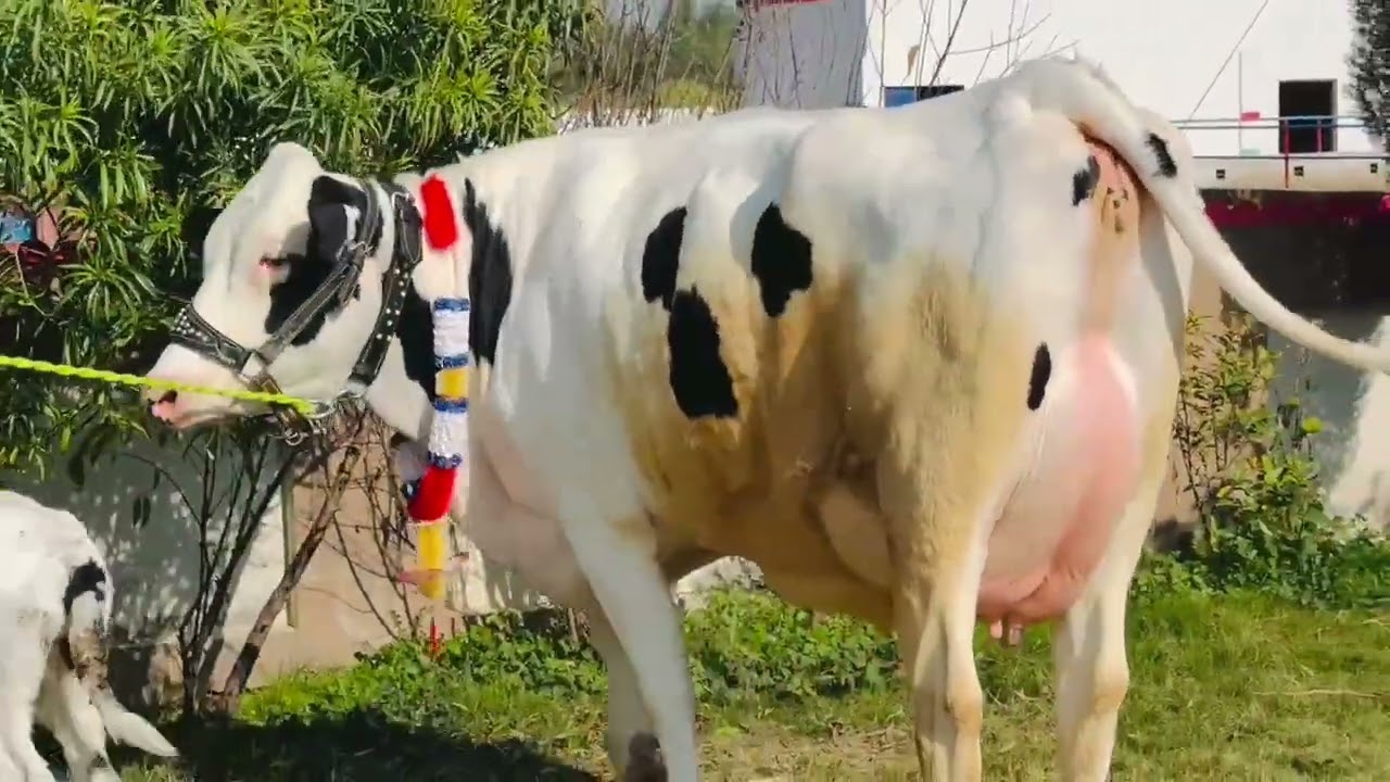 Hf cow for sale in Punjab today | farming and business ideas 25 January 2026