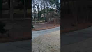 Look at the white tailed deer| beautiful view | Ure thoole Yeth porlu❤️