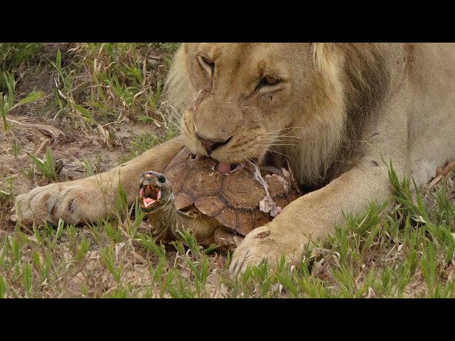 Crushing the Unbreakable Turtle's Shield ? Lion vs. Turtle Showdown! class=