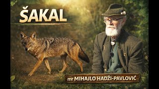 Download Lagu Ekspanzija Šakala: Šta To Znači Za Lovstvo I Lovno Gazdovanje?  #hunting   #wildlife MP3