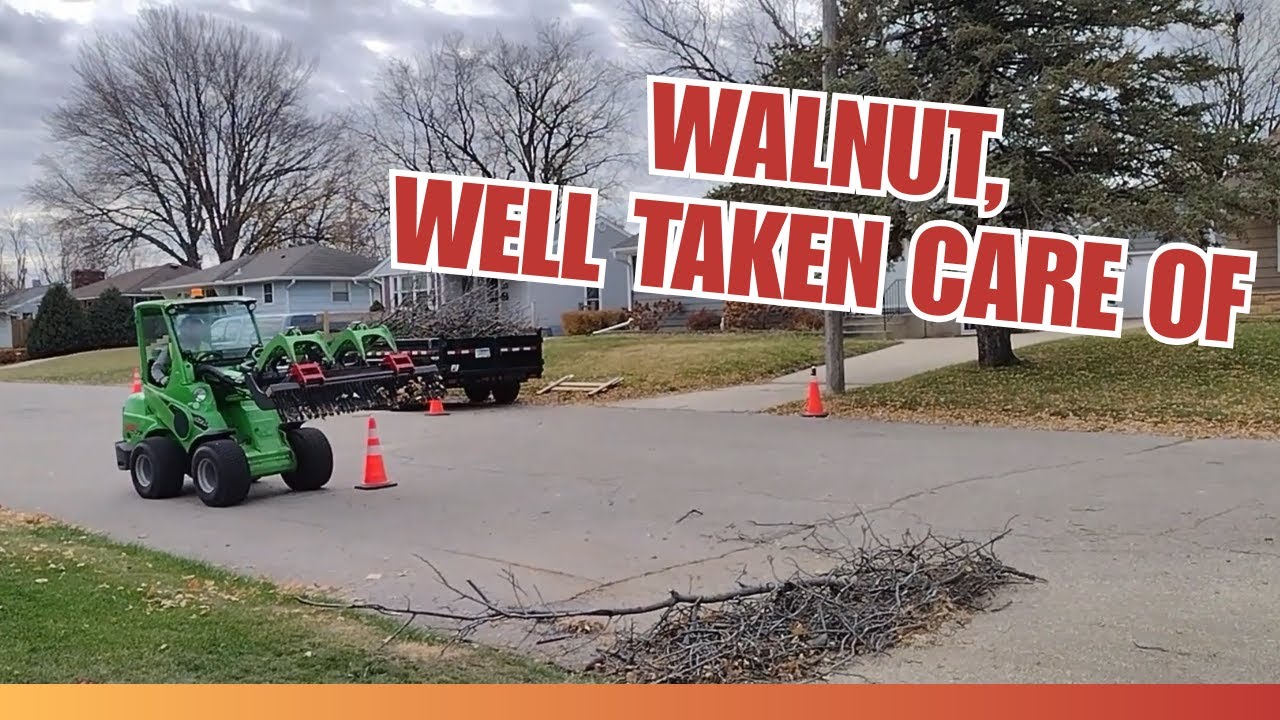 Дерево грецкого ореха удалено одним взмахом