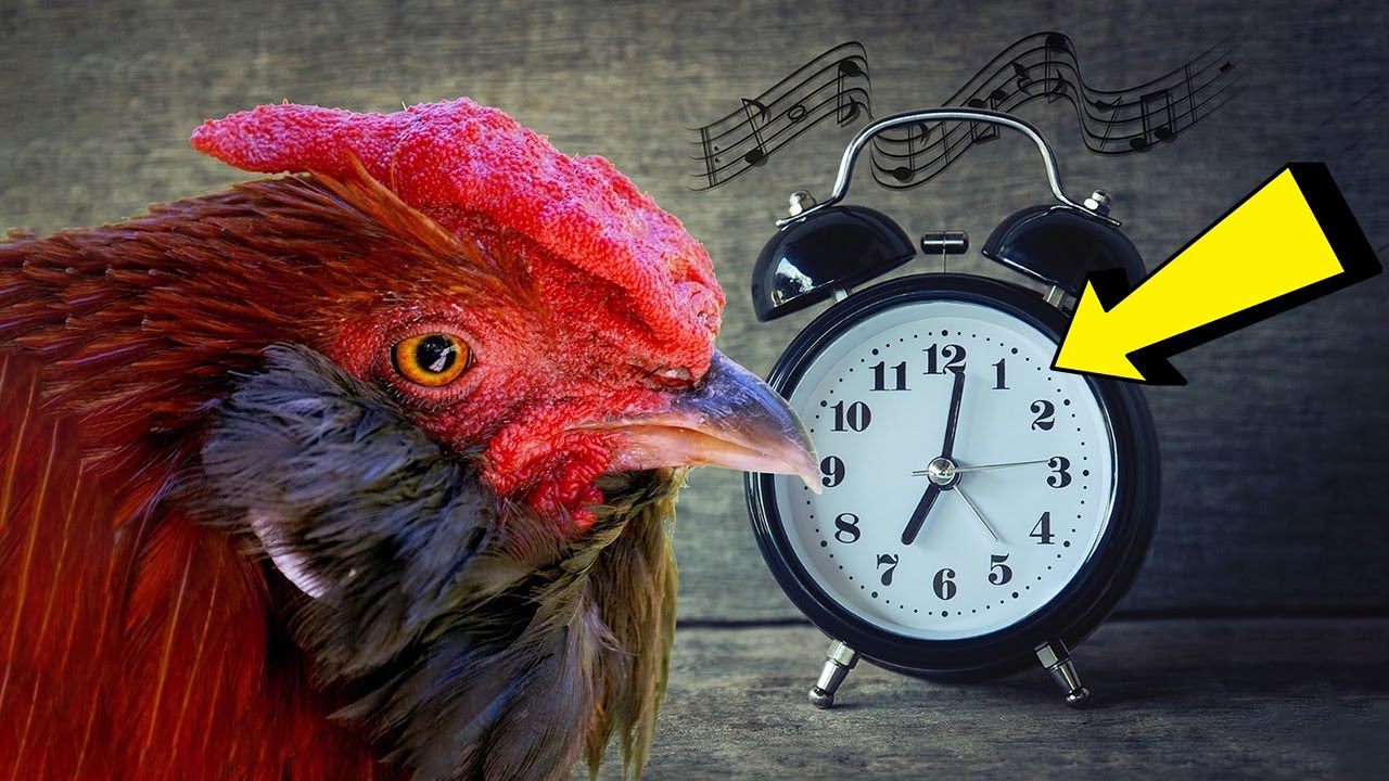 Scientists Just Discovered Why Roosters Know What Time It Is in Complete Darkness