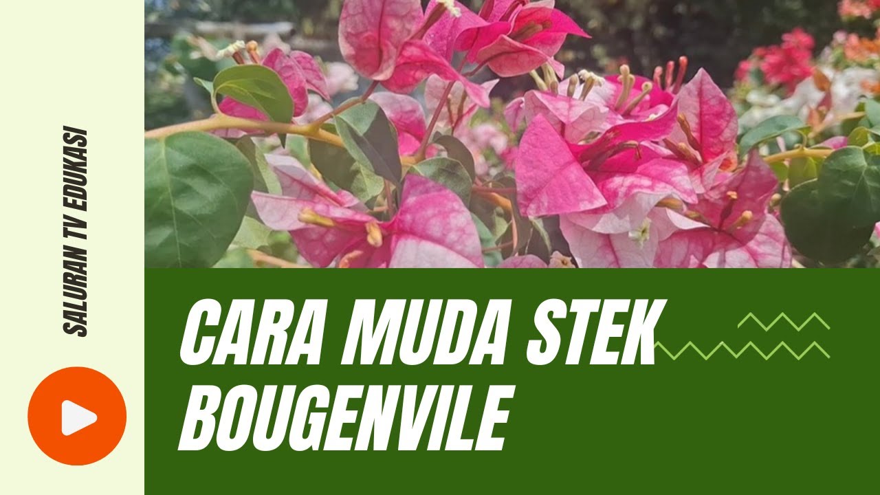 Cara Mudah Stek Bougenville langsung Faham