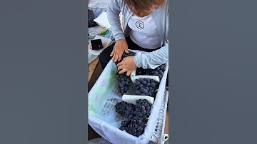 "Grape Packing Process 🍇 | From Farm to Market" #fruit #grape #satisfying #pruning #farming
