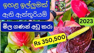 ??අගෝස්තු මාසේ ඇන්තුරියම් මිල ගණන් අඩු කරා - New Anthurium Price In Sri lanka