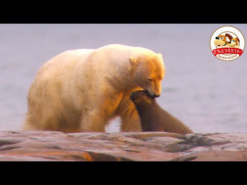 【北極圏・生と死の物語】巨大ホッキョクグマが赤ちゃんセイウチを連れ去る…命を懸けて追う母親！その結末は？（最終章）【どうぶつ奇想天外／WAKUWAKU】