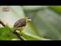Birds of War | Sunday on 60 Minutes