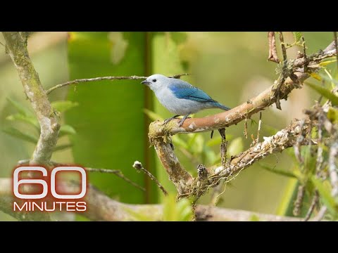 Birds of War | Sunday on 60 Minutes