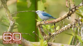 Famous Birds of War | Sunday on 60 Minutes Net Worth
