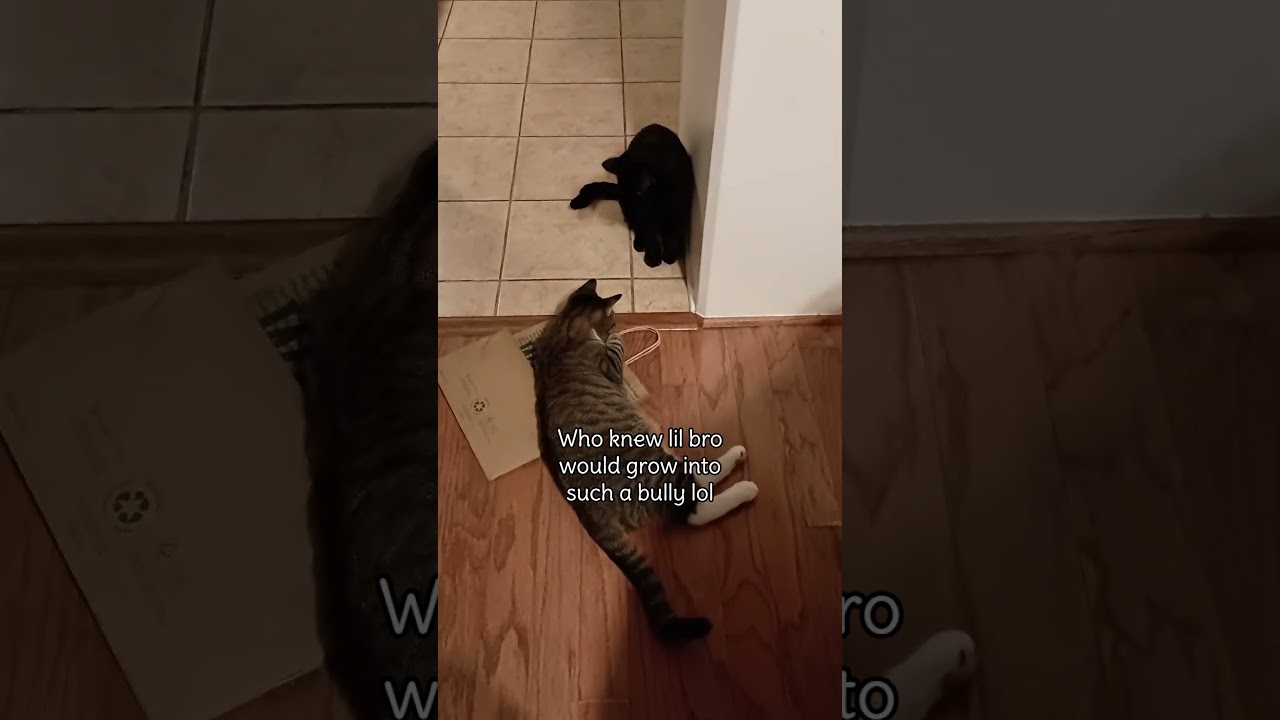 Funny Cats Fighting Over Paper Bag | Cute Cats