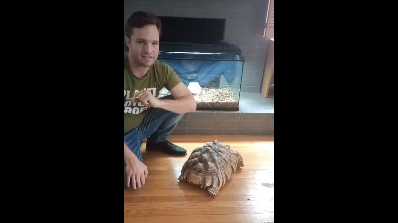 Tortoise Lunar Calendar