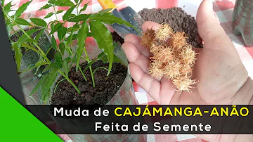 Quanto custa a muda de cajá?