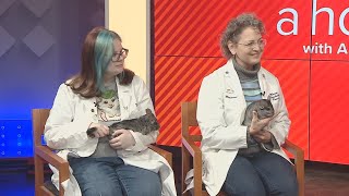 Fetch ME A Home: add a soft chinchilla to your life screenshot 4