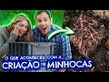 O que aconteceu com a CRIAÇÃO de MINHOCAS?