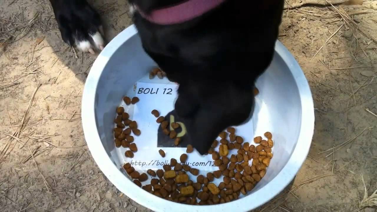 Microencapsulated caffeine energy pills for dogs YouTube